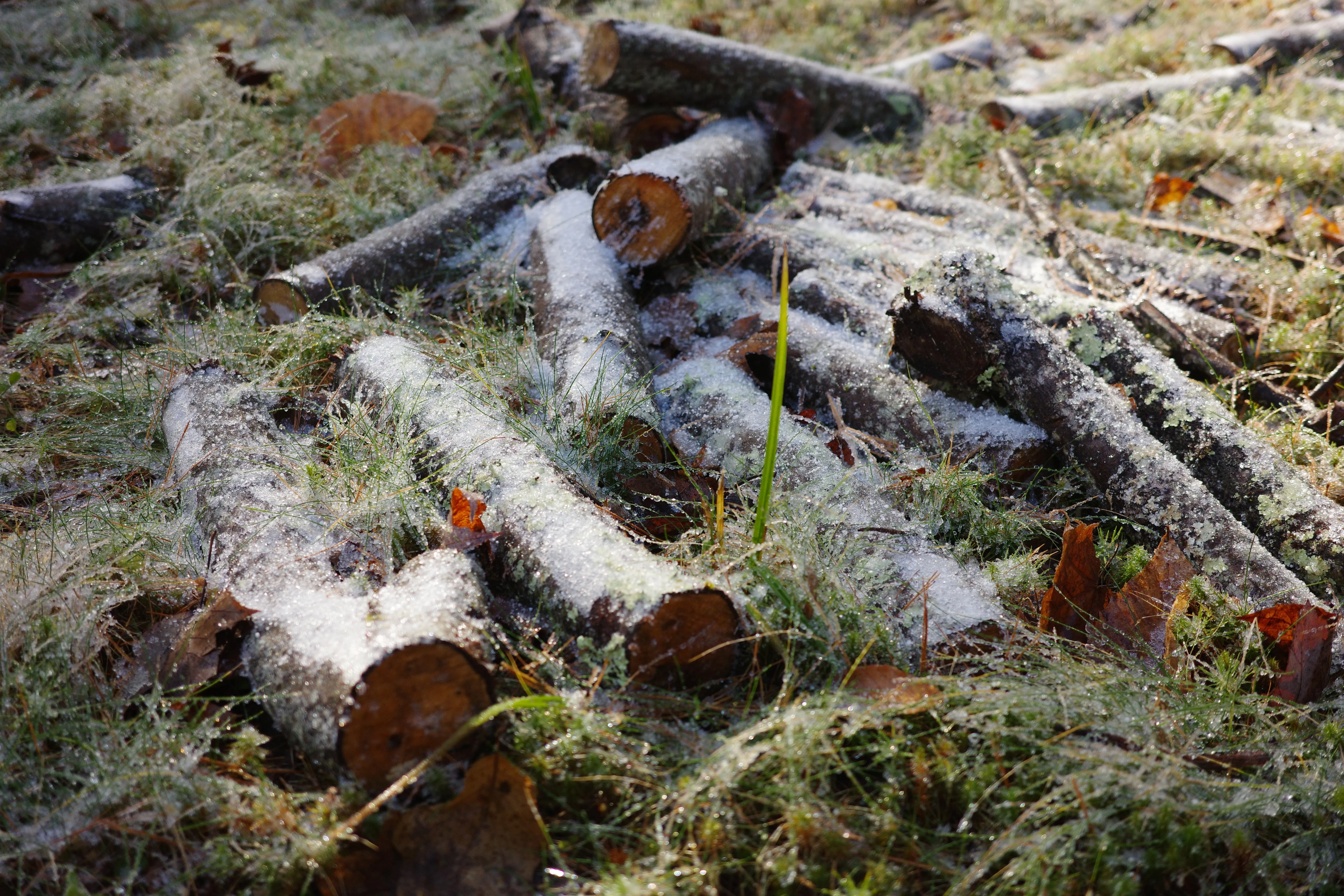 Some branches on the ground with frost